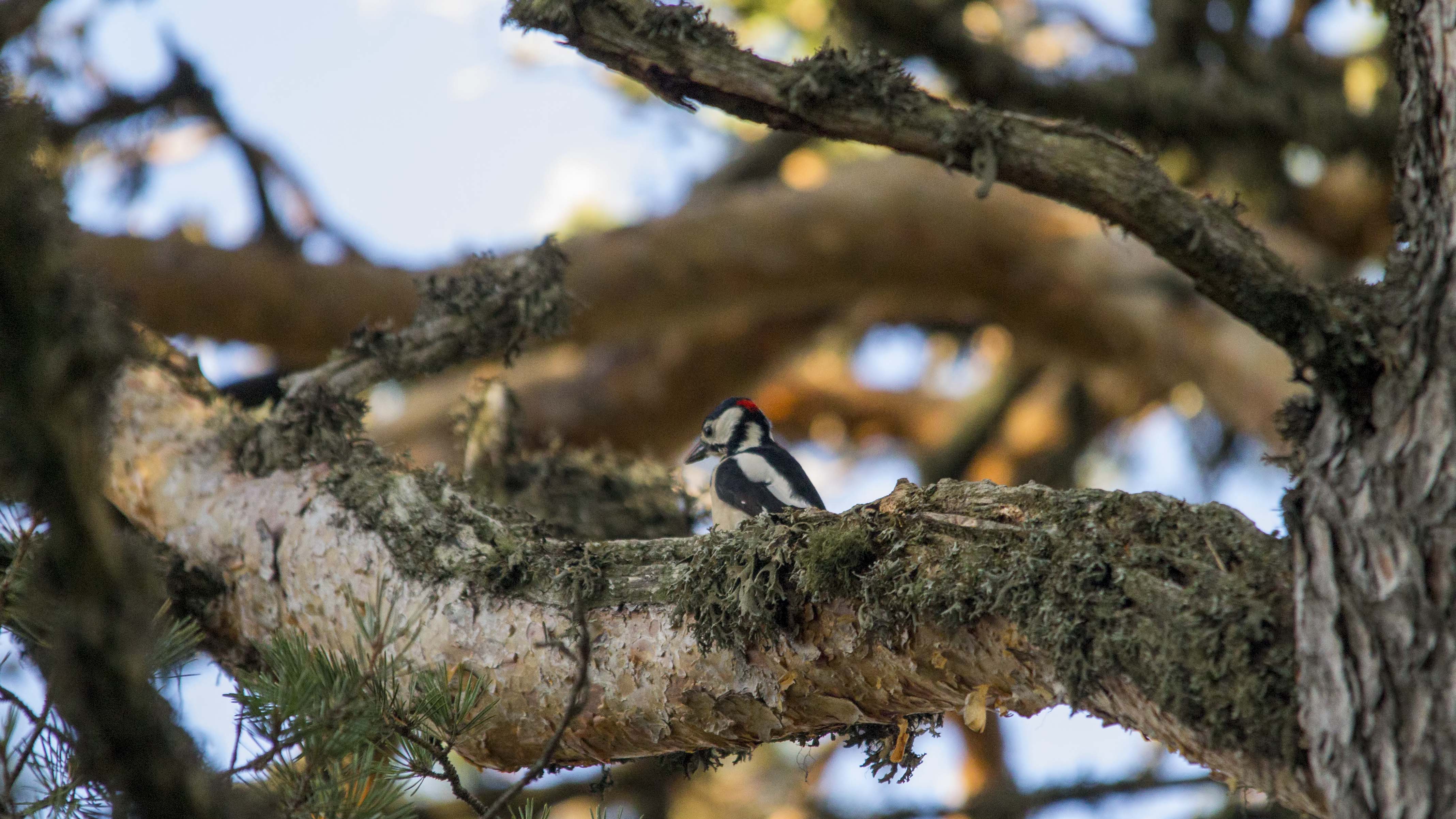 Great Spotted Woodpecker